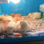 chicks 2017 2